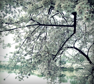 Cherry Blossom Tree in Washington, DC